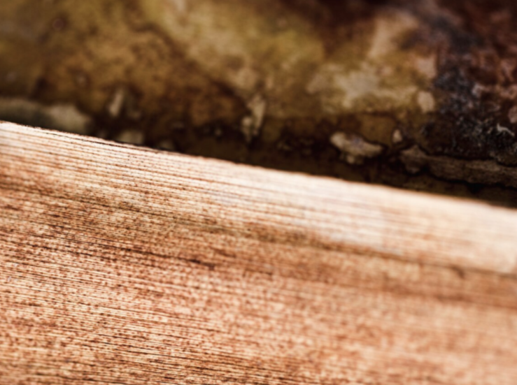 Madera certificada FSC y el nuevo valor de los bosques