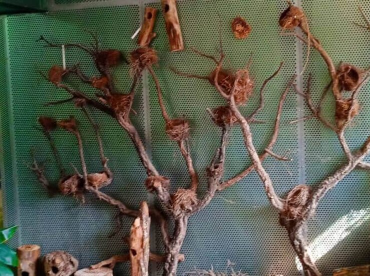 Ecologistas en Accin pide que se reabra la Estufa Fra del Parque del Prncipe de Cceres