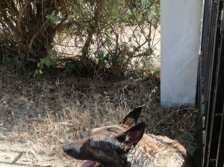 El PSOE de Badajoz afea la grave situacin del Centro de Proteccin Animal 