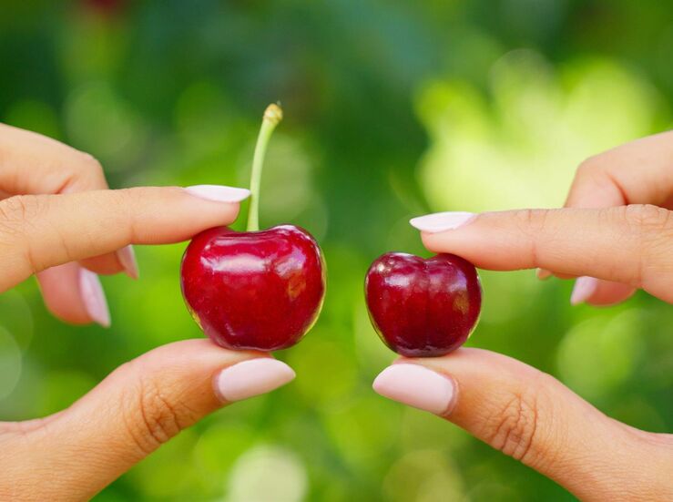 DOP Cereza del Jerte presenta diez claves para diferenciar las cerezas de las picotas