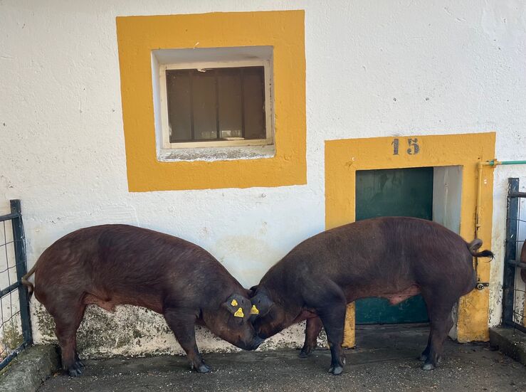 El Censyra subasta 29 sementales porcinos Duroc con un precio de salida de 700 euros 