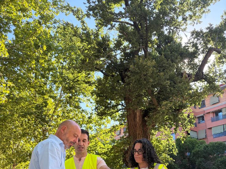 El Ayuntamiento de Cceres inspecciona dos olmos centenarios para confirmar su buen estado