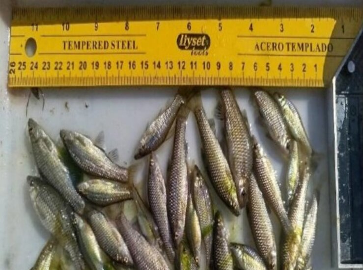 La CHG logra reducir un 96  la poblacin de pez chino en el embalse de Alcollarn