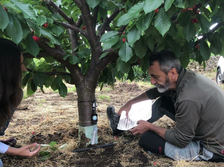 El cultivo del cerezo en el Jerte requiere riego diferenciado en funcin de la altitud