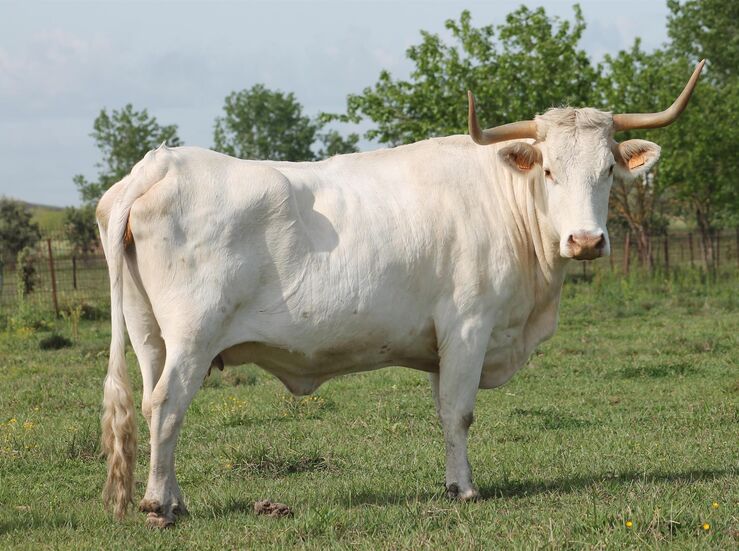 Adjudicado el ganado ofertado de Blanca Cacerea y cabra Retinta en provincia Badajoz