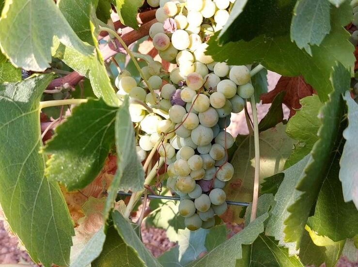Clygal pide a productores de Tierra de Barros que exijan precio para uva cava ajustado