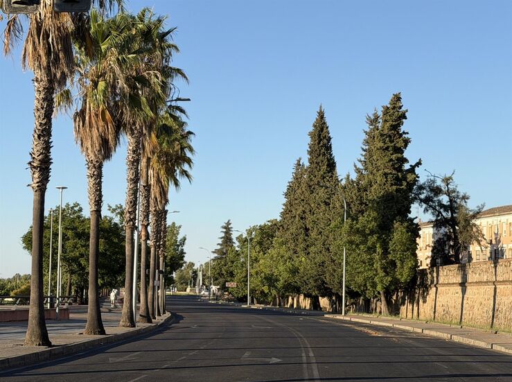 PSOE pide al Ayuntamiento Badajoz que aclare futuro de palmeras carretera Circunvalacin
