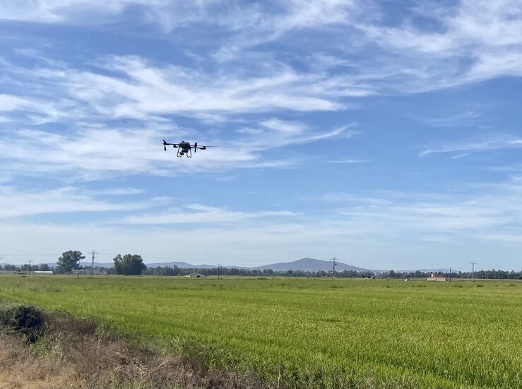 La Junta inicia el tratamiento fitosanitario para el control de la pudenta del arroz