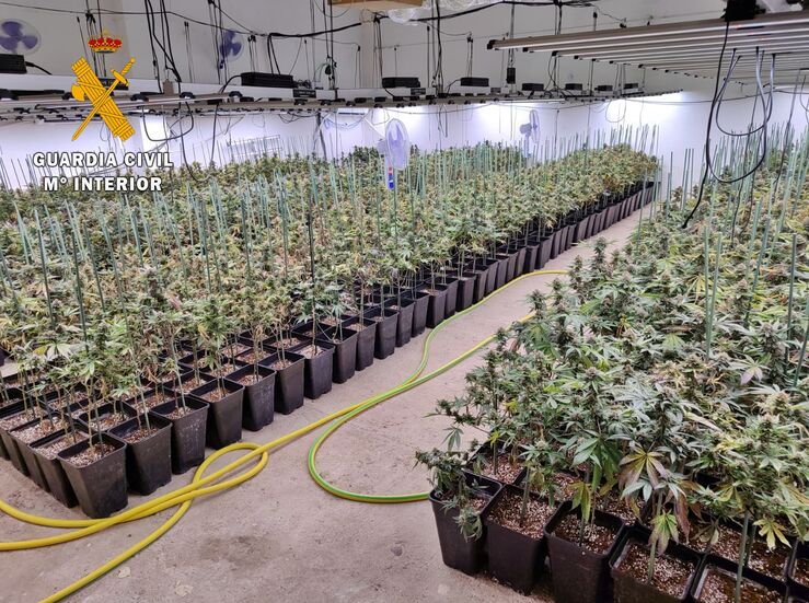 Desmantelada en Valverde de Mrida plantacin con casi un millar de plantas de marihuana
