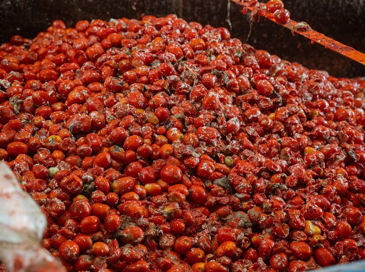 La Tomatina de Buol contar con 150000 kilos de tomates de cultivos de Badajoz