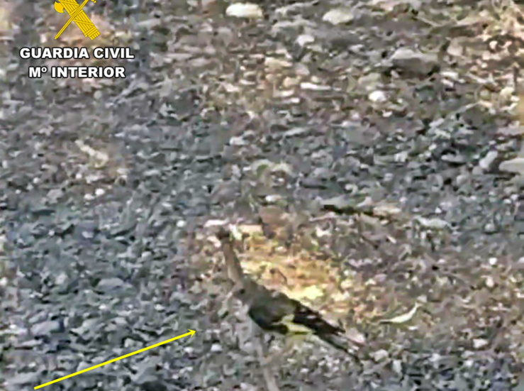 Sorprendido un vecino de Badajoz capturando aves protegidas con mtodos prohibidos