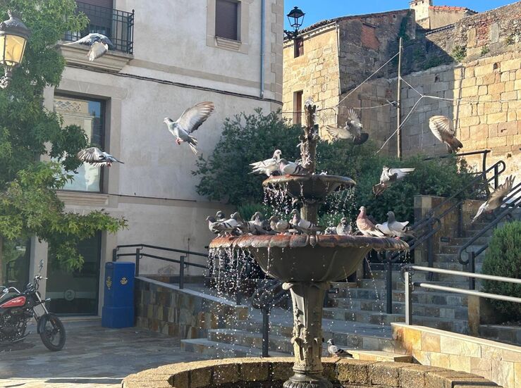 El Ayuntamiento de Coria licita un servicio de control poblacional de palomas