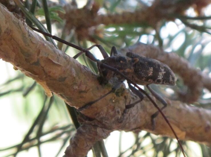 Tragsa realizar trabajos eliminacin focos de nematodo del pino y de xylella fastidiosa
