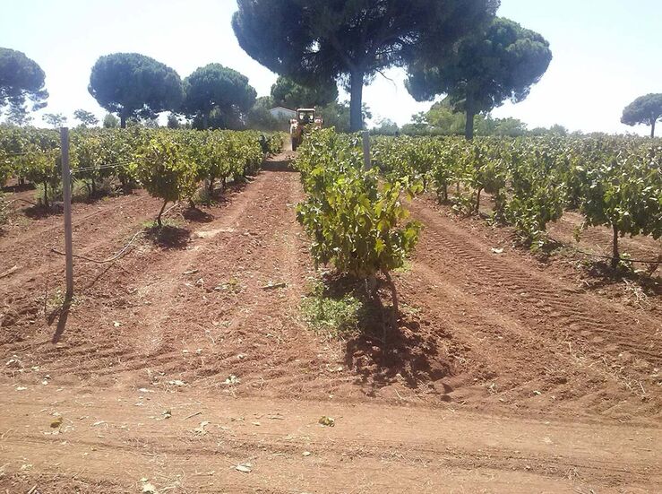 Labradores Almendralejo prev una subida del precio del vino debido a una cosecha exigua
