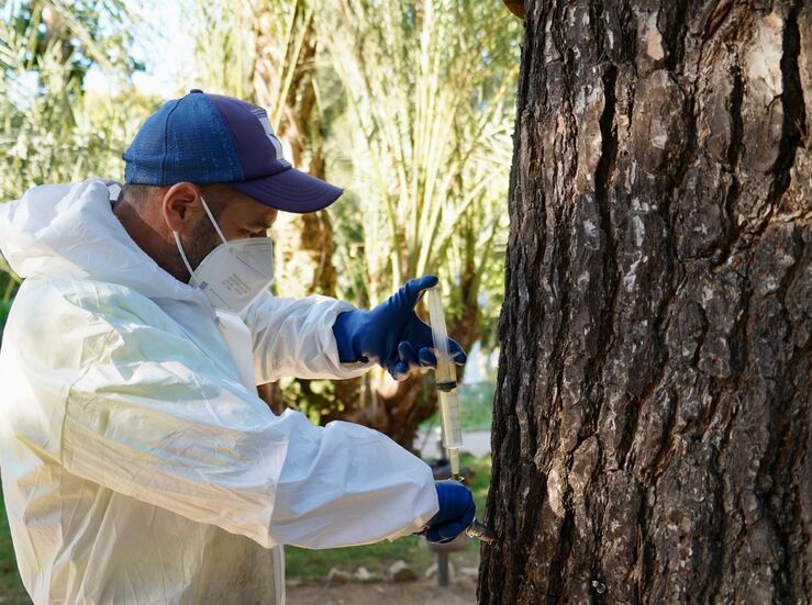 Ayuntamiento de Badajoz trata preventivamente contra procesionaria pino en 250 rboles