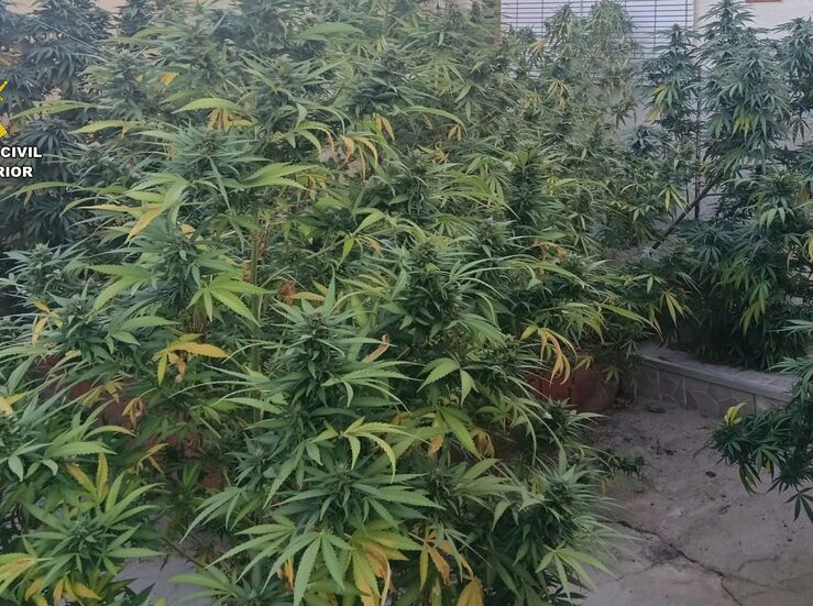 Tres detenidos por cultivar marihuana en tres viviendas del Valle del Alagn