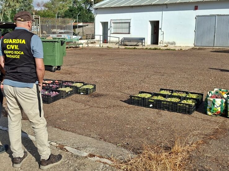 Ocho personas son investigadas en Badajoz por sustraer fruta del campo 