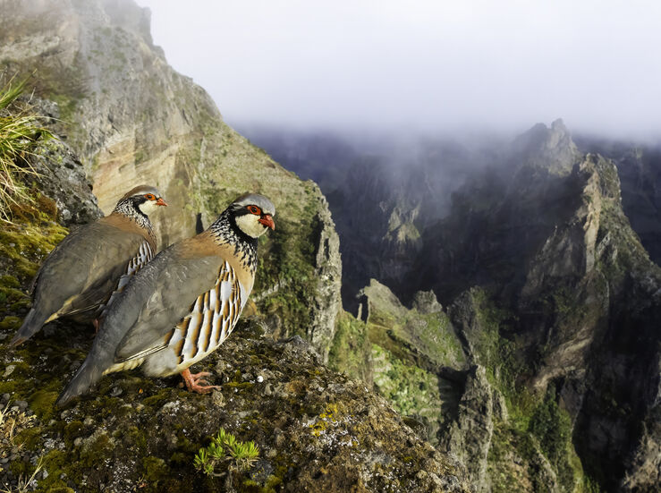 FIO convoca una nueva edicin de su concurso internacional de fotografa de aves 