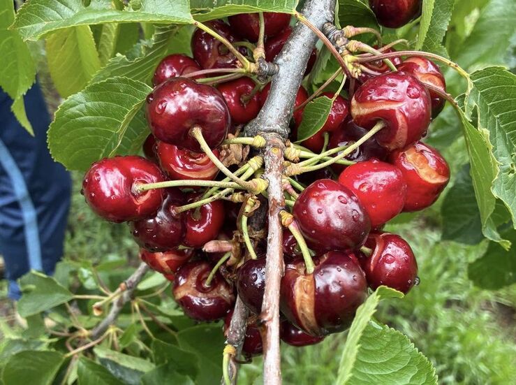 UPAUCE ve parche ayudas extraordinarias aprobadas por la Junta para el campo extremeo