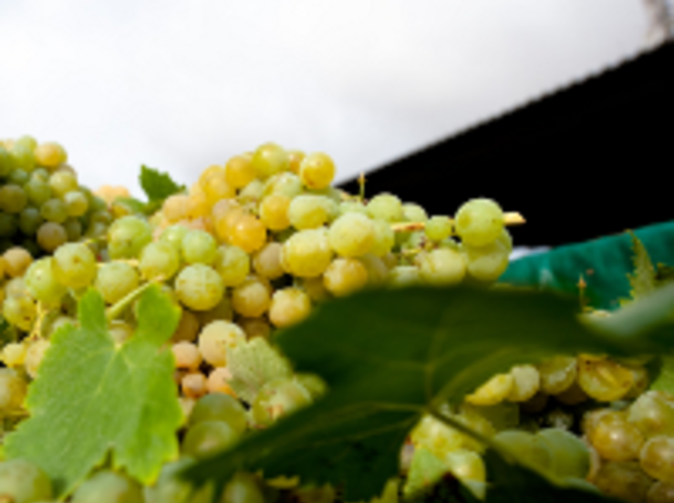La Unin aconseja no vender uva por debajo de 035 euros