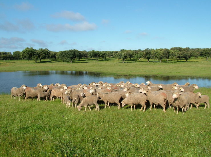 Corderex analiza en unas jornadas la nueva PAC orientada al sector ovino