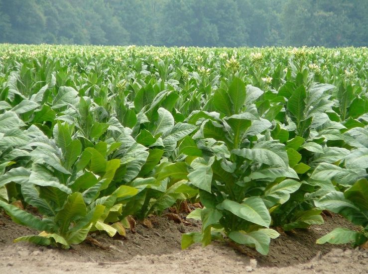 Cetarsa cierra contratacin de 22059 toneladas de tabaco relativo a la cosecha de 2019