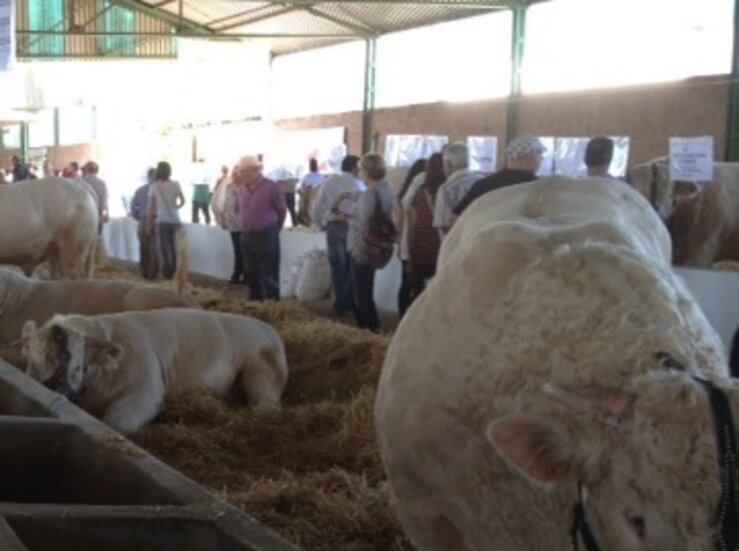 2000 cabezas de ganado estarn en la Feria Zafra