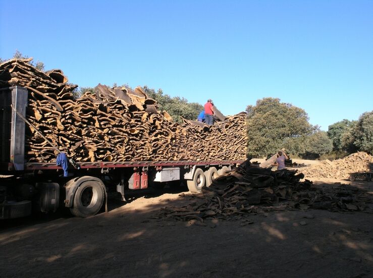 Extremadura espera producir unas 20000 toneladas de corcho