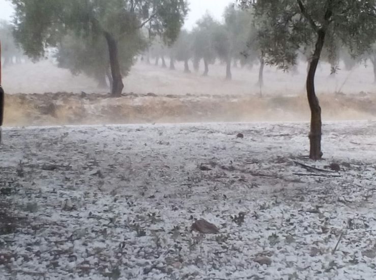 Agroseguro seala que daos de DANA afectaron a ms de 2400 hectreas en Extremadura