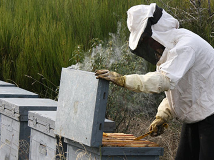 PP critica que la Juntano apueste lo suficiente por la apicultura