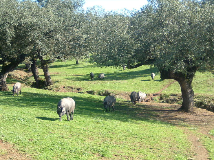 APAG Extremadura Asaja solicita eliminacin de entidades certificadoras porcino ibrico