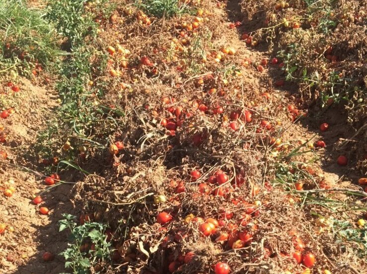 La Unin pide que Agroseguro indemnice productores tomate