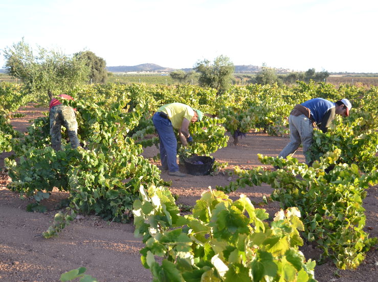 APAG destaca el mutuo acuerdoen contratos vitivincolas