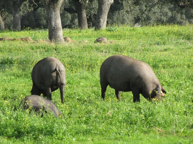 Asociacin del Cerdo Ibrico muestra en Extremadura el sistema de precintos de jamones