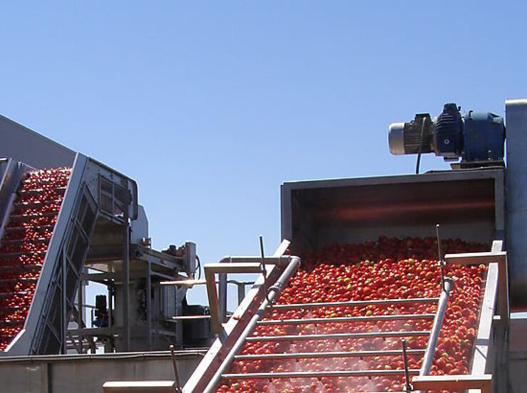La contratacin de tomate roza esta campaa los 2 millones de toneladas en Extremadura 