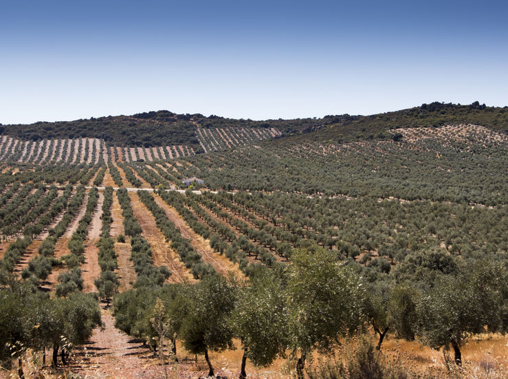 En Sevilla olivareros extremeos exigen a EEUU retirar los aranceles a aceituna de mesa