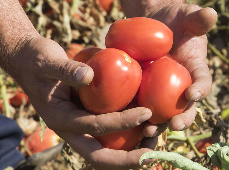 Agricultura estudia rebajar el IRPF para el tomate en la provincia de Cceres