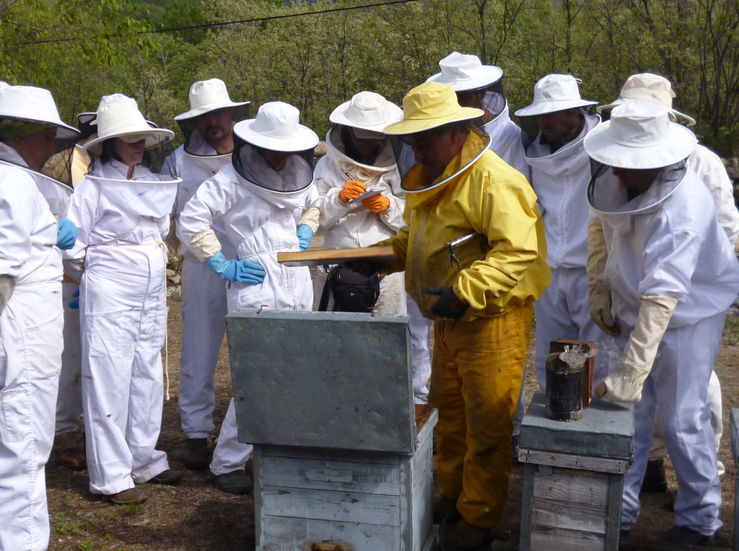 La Eurocmara urge a reducir los pesticidas en zonas con abejas como Extremadura