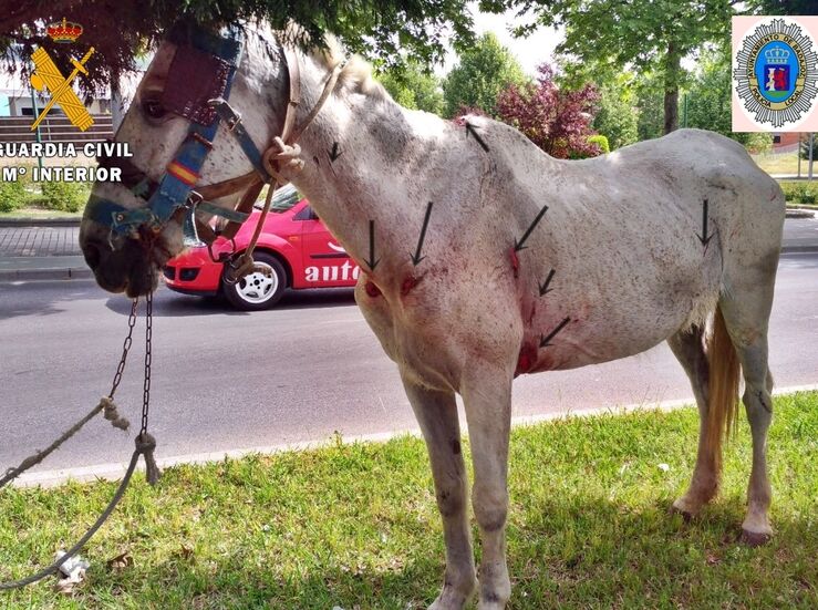 Polica de Badajoz interviene seis caballos sueltos en la va pblica