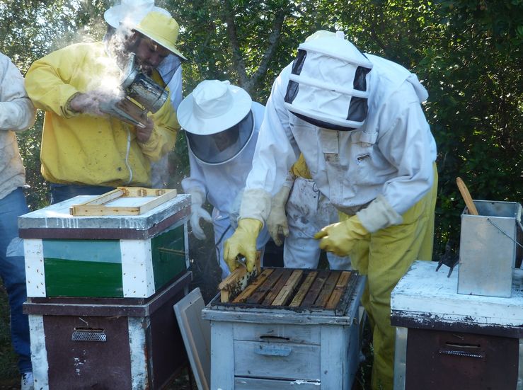 Apicultores extremeos calculan que la produccin de miel ser inferior esta campaa
