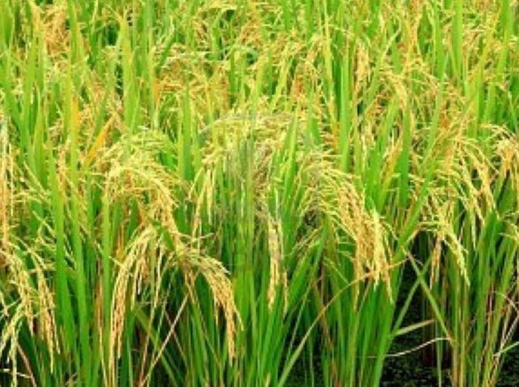 Unin Extremadura critica trato discriminatorio al arroz