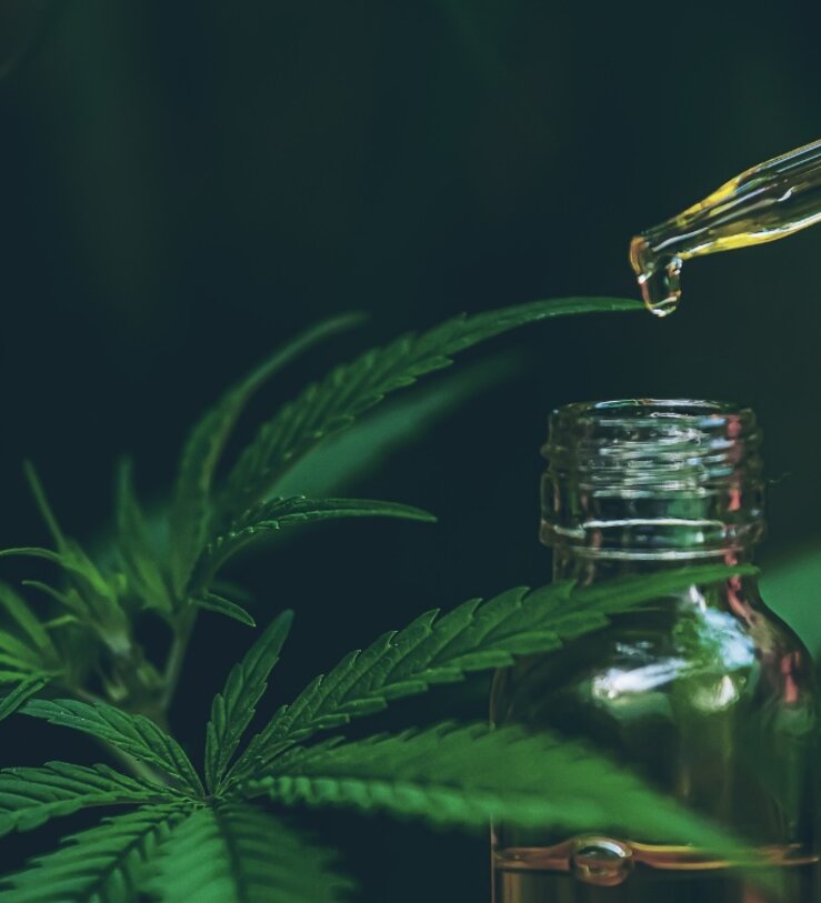 Mejores semillas de cannabis que debes conocer