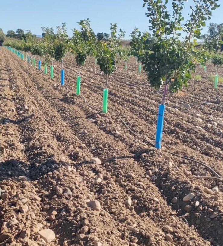 Sancorganic concluye el procesamiento de sus primeros 4000 kilos de pistacho ecolgico