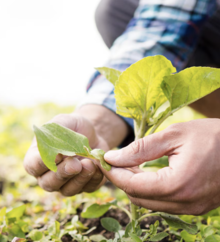 Fertilizantes agrcolas y regulacin en Espaa
