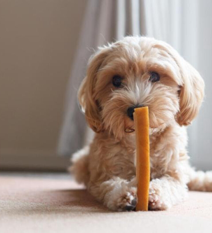 Refuerza la salud de tu mascota con estos snacks
