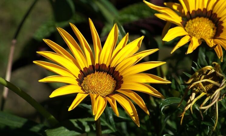 Credo Descarte colección Los 5 tipos de flores más fáciles de cultivar para principiantes