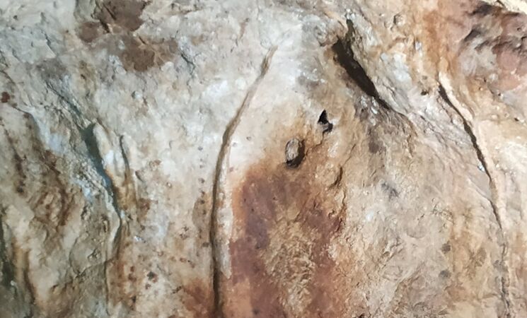 Glorioso bibliotecario Peticionario Expertos creen que pinturas rupestres de Maltravieso eran señales para  transitar por cueva