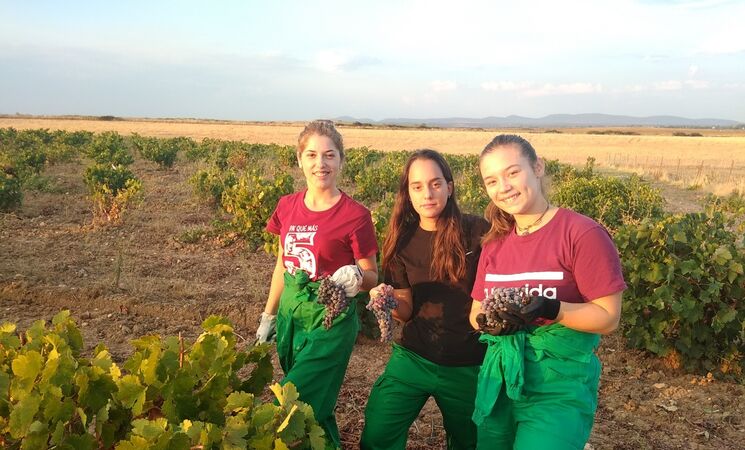La Junta aprueba 422 resoluciones de ayudas a jóvenes agricultores en ...