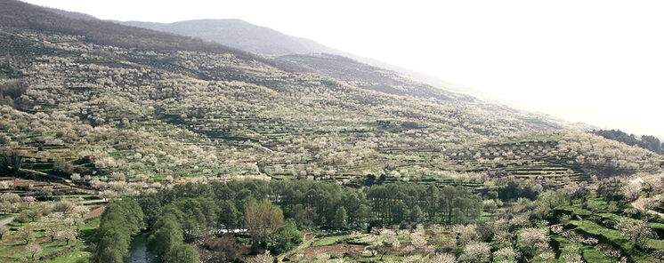 Rebollar ser epicentro del Cerezo en Flor este fin de semana con actividades de teatro senderismo o msica