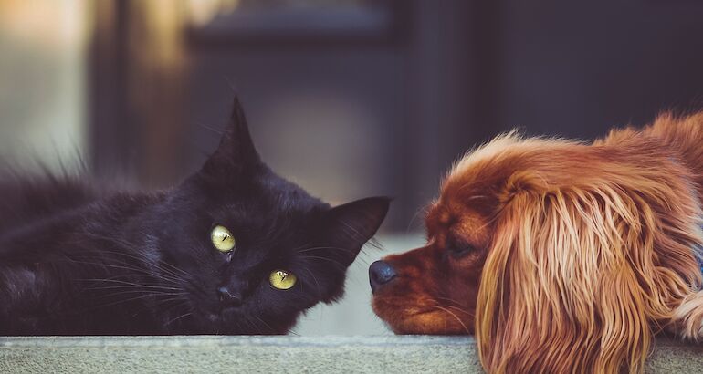 El Consejo de Ministros aprobará el próximo viernes la Ley de Protección Animal